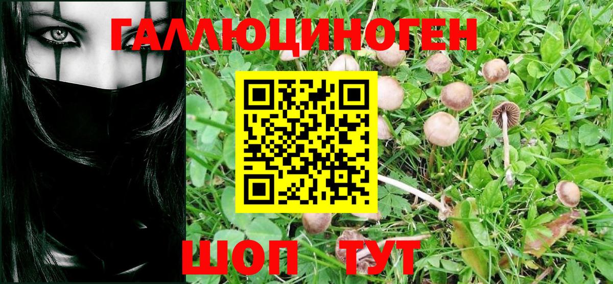 Псилоцибиновые грибы GOLDEN TEACHER  где продают наркотики  Псилоцибиновые грибы мухоморы  Элиста  Вход с VPN 